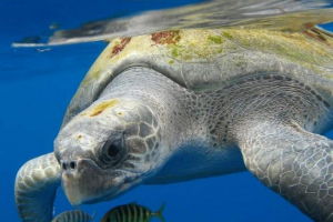 Żółw oliwny - unikalna natura Żółw oliwny - unikalna natura